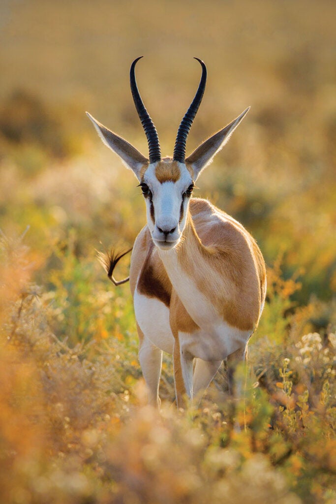 Springbok, Etosha National Park