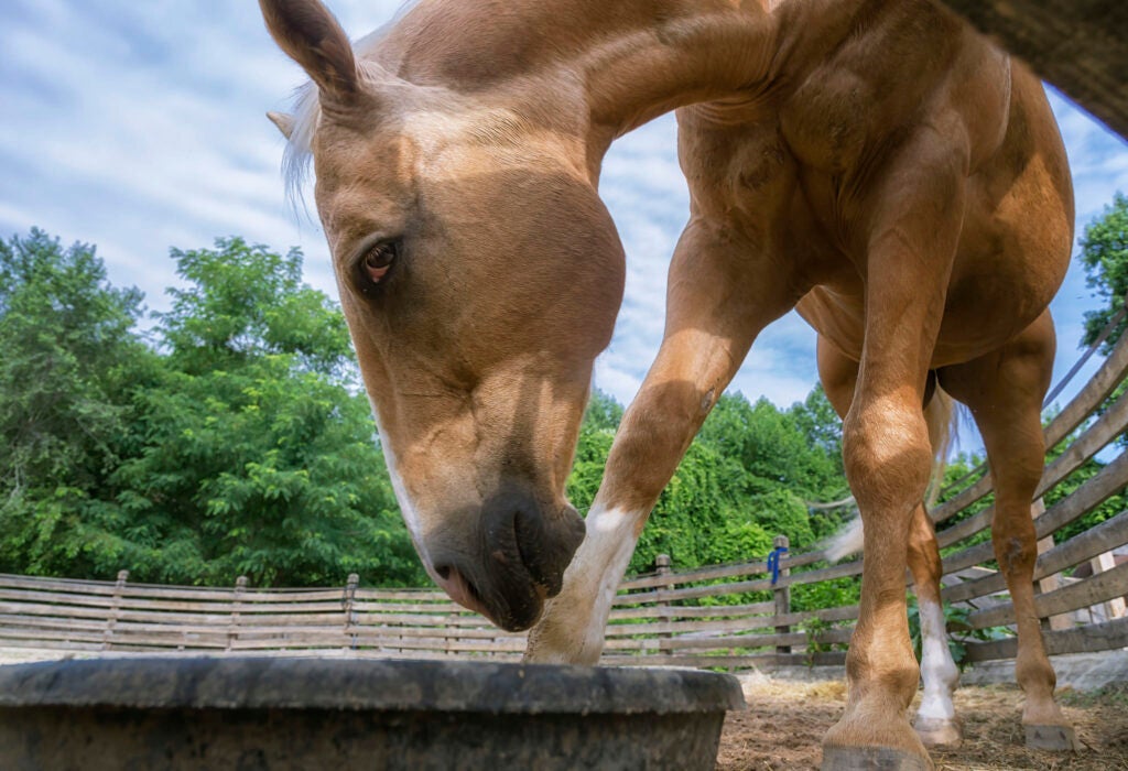 Today's Photo of the Day comes from John J. Young and was taken in Calvert County, Maryland. We're unsure what gear Young used to capture this horse at meal time, but we loved the interesting perspective he got from getting low and looking up. See more work <a href="https://www.flickr.com/photos/jjy/">here.</a>
