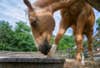 Today's Photo of the Day comes from John J. Young and was taken in Calvert County, Maryland. We're unsure what gear Young used to capture this horse at meal time, but we loved the interesting perspective he got from getting low and looking up. See more work <a href="https://www.flickr.com/photos/jjy/">here.</a>