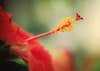 Hibiscus Bloom