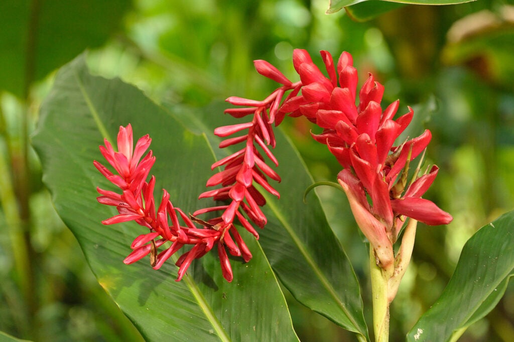 20100204_bd_costarica-0009.jpg