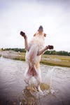 Stella, yellow lab