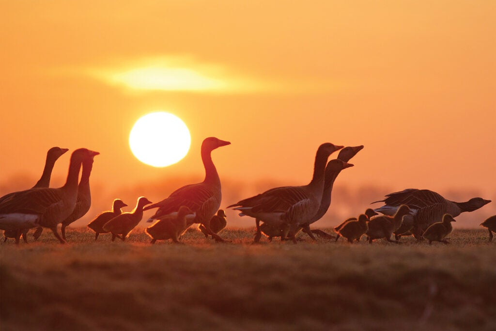 Tips for better bird photography