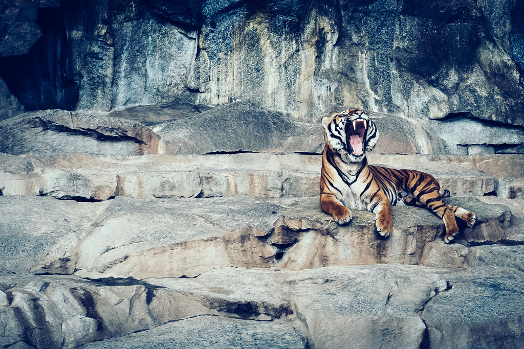 Today's Photo of the Day comes from Simson Petrol and was taken at the Berlin Zoo using a Fuji X-Pro 1 and processed using VSCO filters. See more of Petrol's work <a href="https://www.flickr.com/photos/simson_petrol/">here.</a>