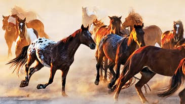 Photo Challenge Winner: Andrei Stoica’s Majestic Horses