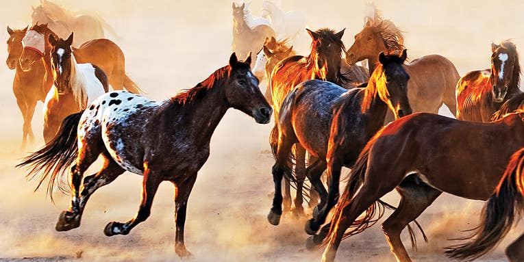 Photo Challenge Winner: Andrei Stoica’s Majestic Horses