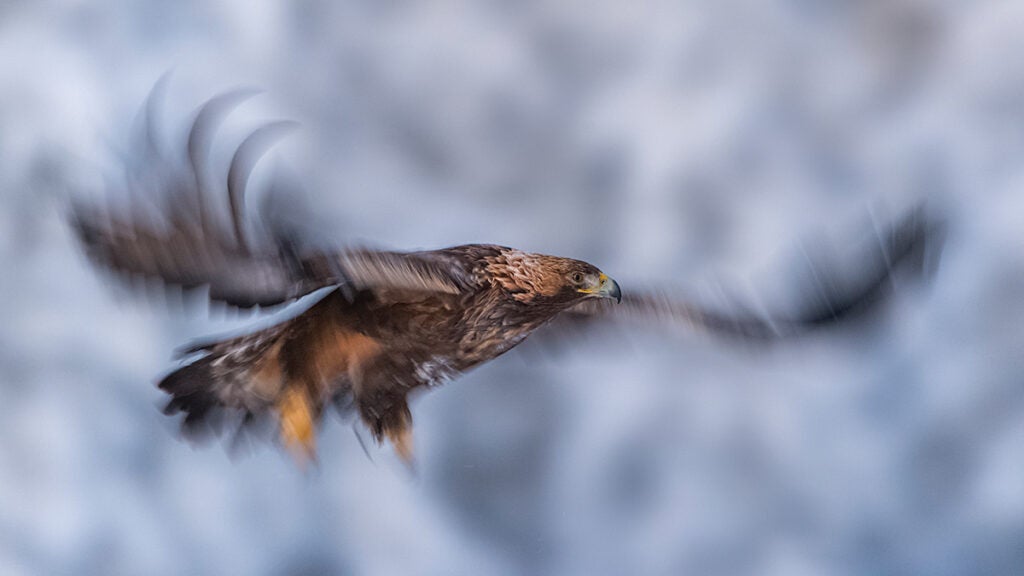 Tips for better bird photography