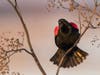 Red-winged Blackbird