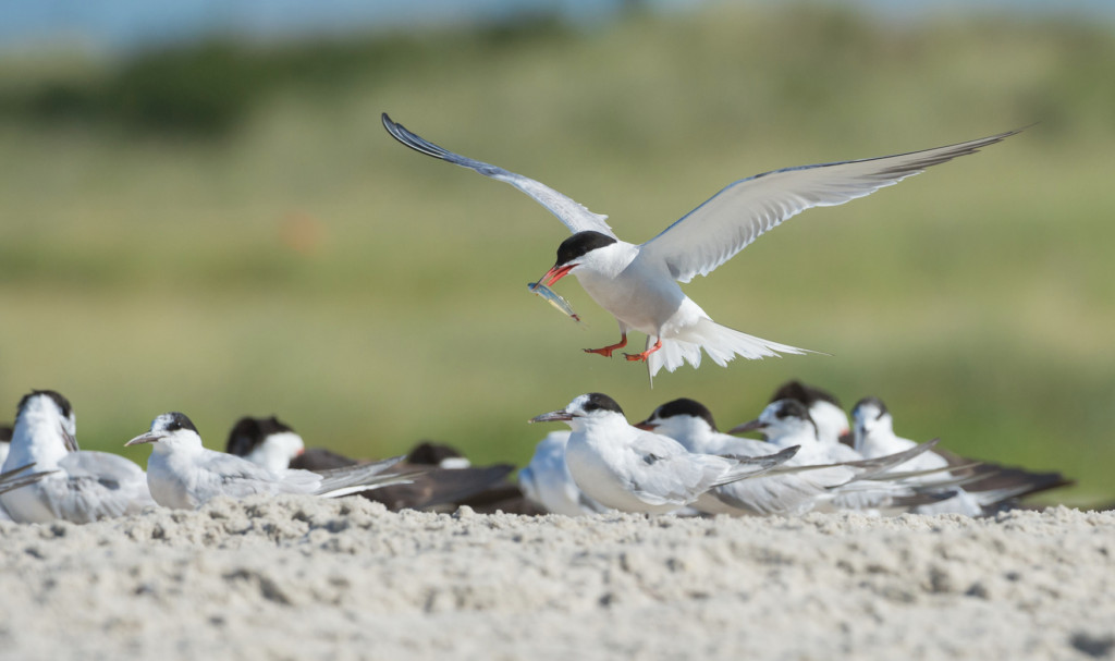 Today's Photo of the Day featuring a cluster of common terns was captured by Harry Collins using a Nikon D4 with a 200-400 mm f/4.0 lens at 1/3200 sec, f/8 and ISO 1000. See more of Collins' work <a href="https://www.flickr.com/photos/collins93/">here.</a>