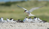 Today's Photo of the Day featuring a cluster of common terns was captured by Harry Collins using a Nikon D4 with a 200-400 mm f/4.0 lens at 1/3200 sec, f/8 and ISO 1000. See more of Collins' work <a href="https://www.flickr.com/photos/collins93/">here.</a>