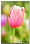Typepad Import Image