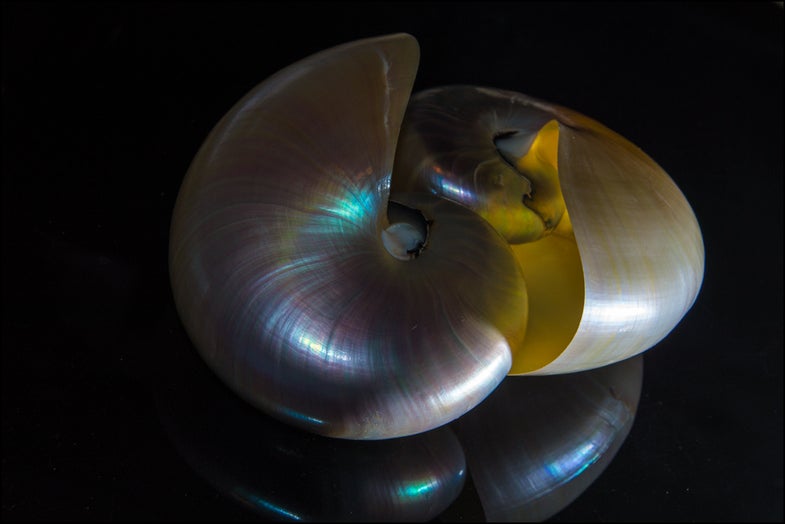 Darren Wilkin made this photo with an off-camera flash positioned to the right of the shell. See more of his work here. Want to see your photo picked as our Photo of the Day? Submit it HERE.