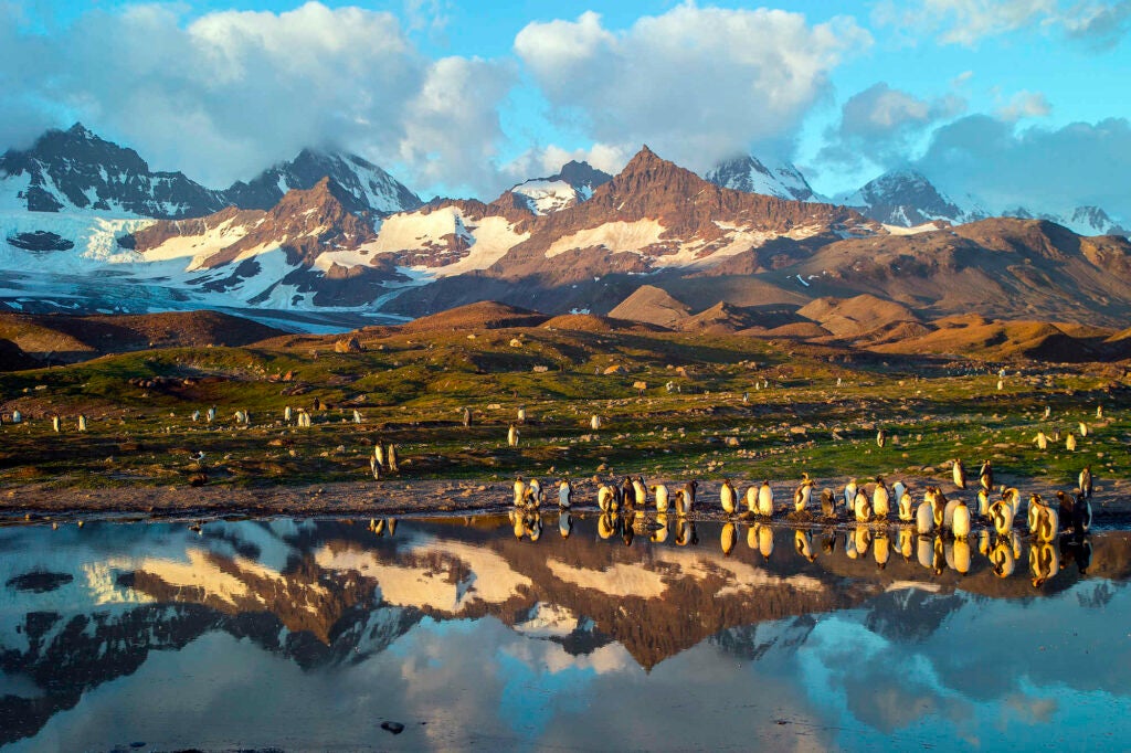 We arose at about 3 AM to be able to land at St. Andrews Bay in South Georgia, for an opportunity to capture first light. The King penguins and snow-draped mountains reflected in a glacial pond rewarded our sleepy Zodiac landing.