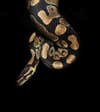 Ballâ¨ Python