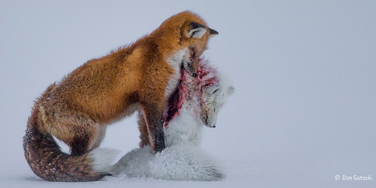 Don Gutoski’s Image of Two Foxes Wins Wildlife Photographer of the Year Prize
