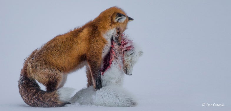 Wildlife Photographer of the Year Photo Foxes