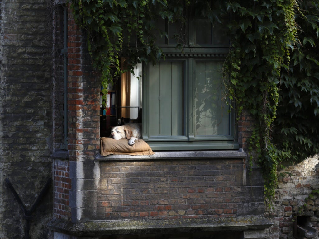 Today's Photo of the Day comes from Vadim Tsymbalyuk and was taken in Bruges, Belgium with a Canon EOS 6D
with a EF 135mm f/2L USM lens at 1/160 sec, f/4 and ISO 200. "It's a famous dog named Fidel," Tsymbalyuk says of the picture. "The house overlooks the canal and the dog spends so much of the day watching the tourists on the other side." See more work <a href="https://www.flickr.com/photos/stopshort/">here.</a>