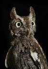 Eastern Screech Owl