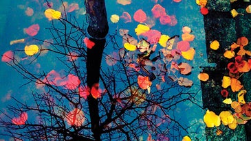 Photo of the Day: Thursday November 19 2009