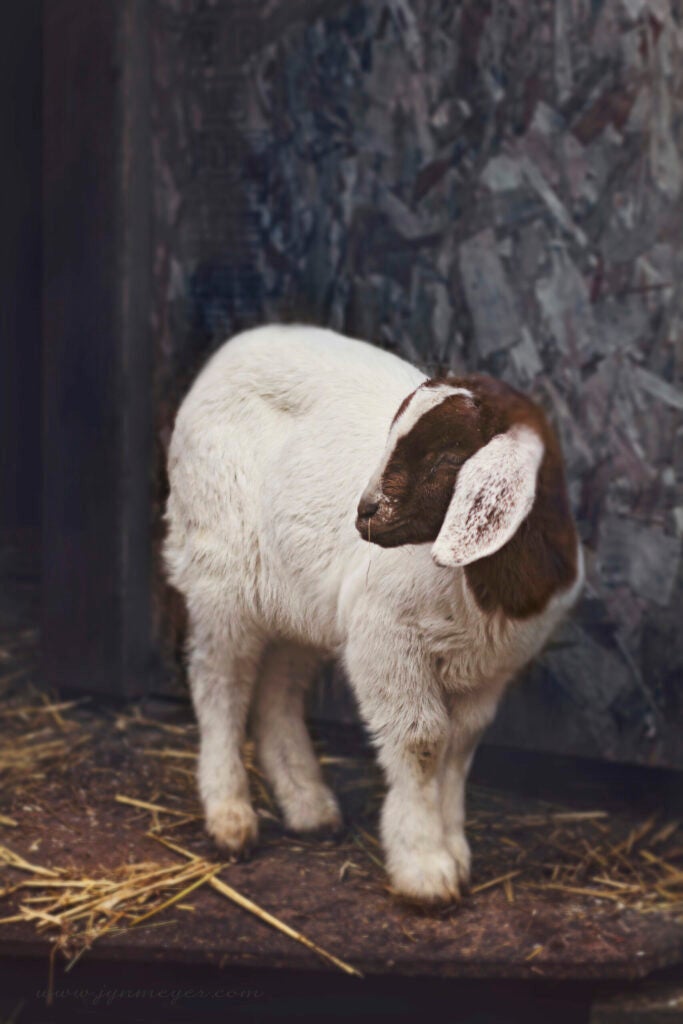 Spring Goat