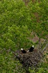 Eagle Nest