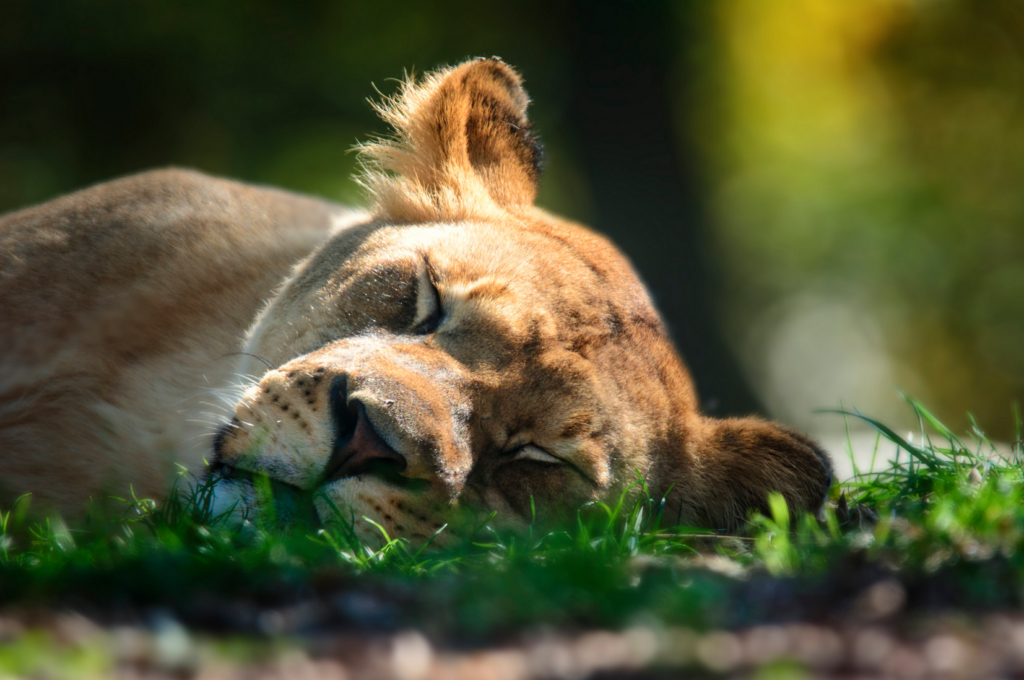 Today's Photo of the Day comes from David LaMason and was taken at the Baltimore zoo using a Nikon D7100 with a 
150-600 mm f/5.0-6.3 lens. To nab this shot of a sleeping lion LaMason extended his zoom to the maximum 600 mm and shot at 1/160 sec, f/6.3 and ISO 400. See more work <a href="https://www.flickr.com/photos/beetlebrained/">here.</a>