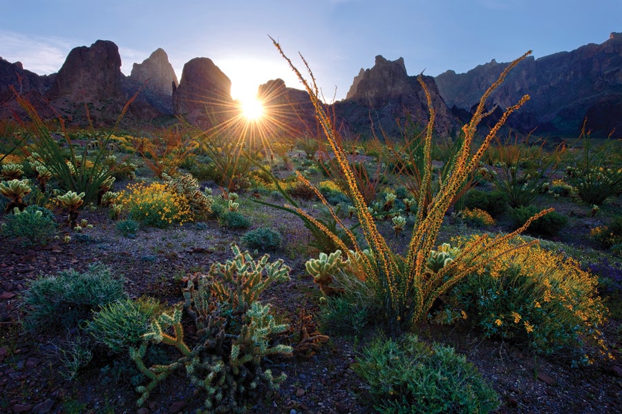 Arizona desert near Phoenix.jpg