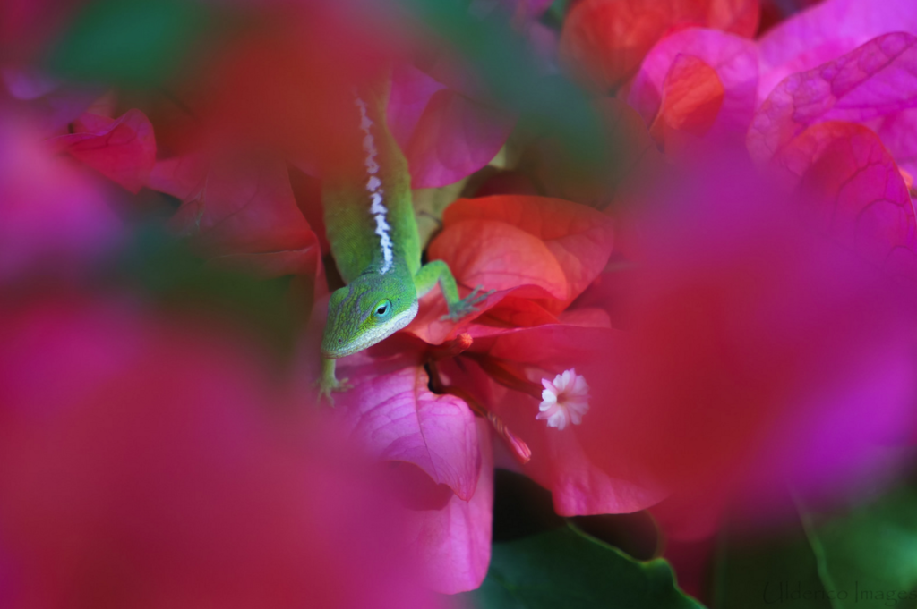 Today's Photo of the Day comes from Ulderico Granger, while we don't know what equipment Granger used to shoot this portrait of a green anole, we love how the photographer chose to frame this subject. Very nice use of contrasting colors and composition. See more work <a href="https://www.flickr.com/photos/136194562@N03/">here.</a>