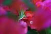 Today's Photo of the Day comes from Ulderico Granger, while we don't know what equipment Granger used to shoot this portrait of a green anole, we love how the photographer chose to frame this subject. Very nice use of contrasting colors and composition. See more work <a href="https://www.flickr.com/photos/136194562@N03/">here.</a>