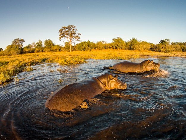 Africa, Botswana, Moremi Game Reserve, Aerial view of Hippopotamus (Hippopotamus amphibius) swimming in Khwai River in Okavango Delta at sunset