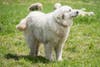 white fluffy dog