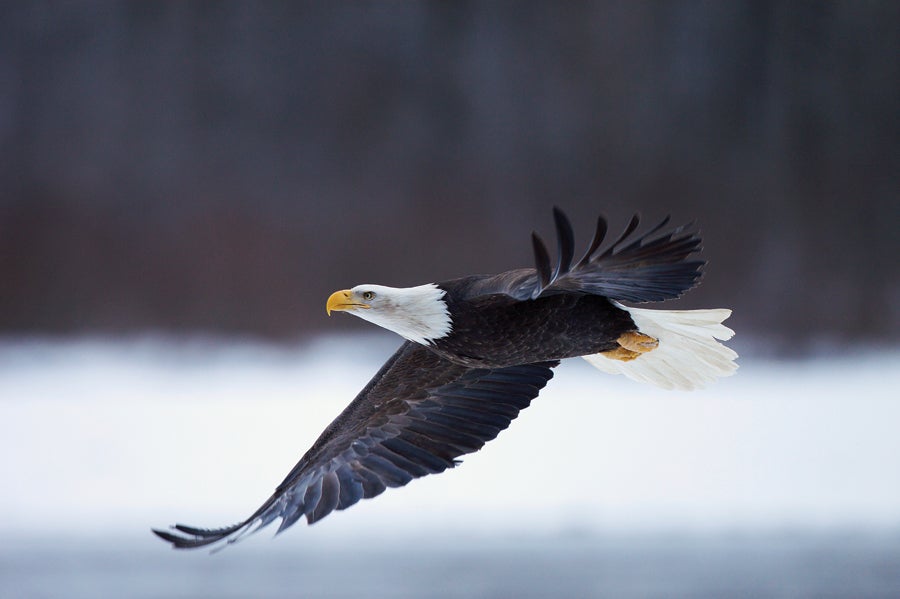 Bald Eagle