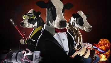 How To Photograph A Funny Cow