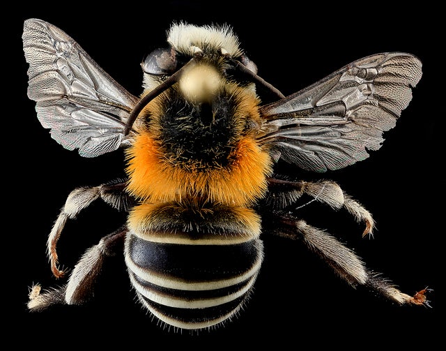 bee