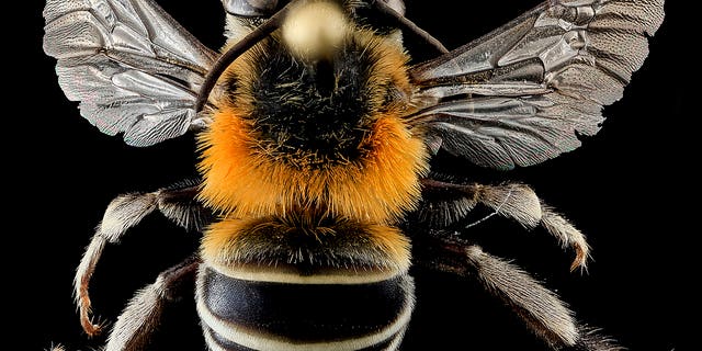 USGS Bee Inventory and Monitoring Lab Gives Us Incredible Closeups of All Manner of Things USGS Bee Inventory and Monitoring Lab Gives Us Incredible Closeups of All Manner of Things