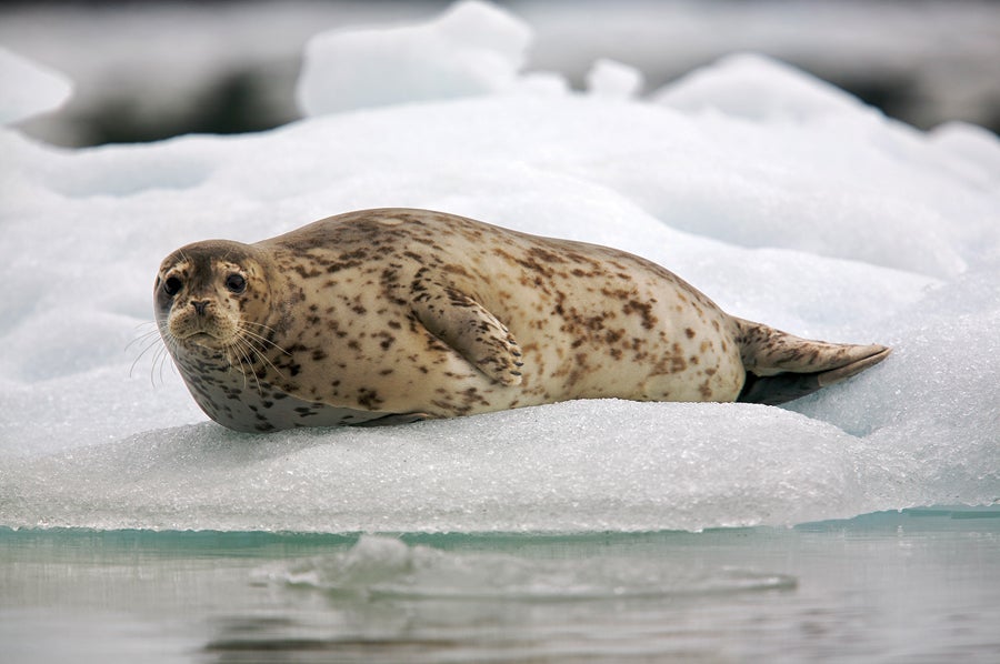 Harbor Seal