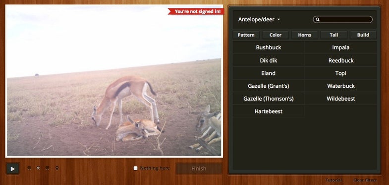 serengeti