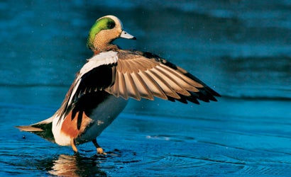 10-Tips-for-Dynamic-Waterfowl-Photos