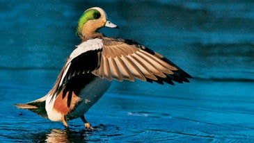 10 Tips for Dynamic Waterfowl Photos