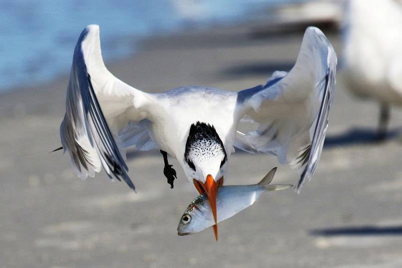 Today's Photo of the Day comes from Dennis Adair who captured this Royal Tern in flight using a Canon EOS 7D Mark II
with a EF100-400mm f/4.5-5.6L IS II USM lens at 1/3200 sec, f/8 and ISO 640 in St. Petersburg, Florida. See more of Adair's work <a href="https://www.flickr.com/photos/dennisadair/">here.</a>