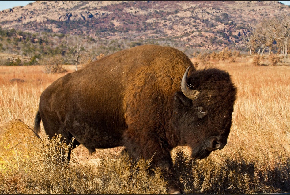 Today's Photo of the Day was captured by Lindell Dillon in Oklahoma's Wichita Mountains. Lindell photographed this bison using a Canon EOS 7D with a EF 100-400mm f/4.5-5.6L IS USM lens. See more of Lindell's work <a href="http://www.flickr.com/photos/reddirtpics/">here.</a>