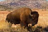 Today's Photo of the Day was captured by Lindell Dillon in Oklahoma's Wichita Mountains. Lindell photographed this bison using a Canon EOS 7D with a EF 100-400mm f/4.5-5.6L IS USM lens. See more of Lindell's work <a href="http://www.flickr.com/photos/reddirtpics/">here.</a>