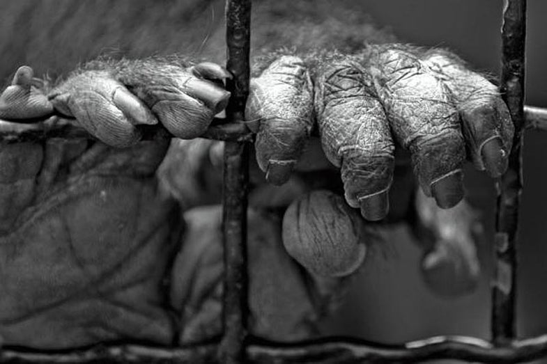 close up of ape hands
