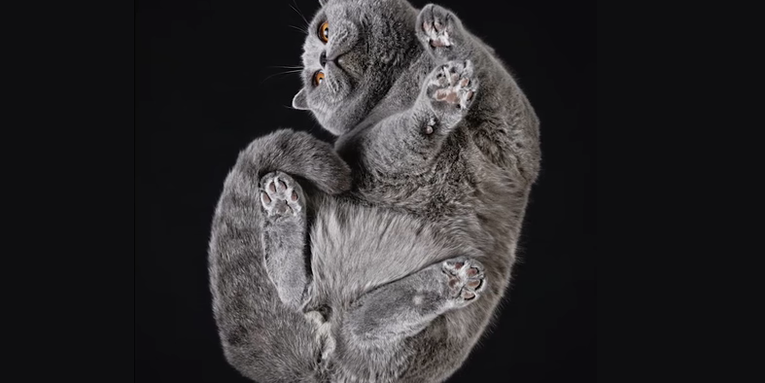 One photographer’s fresh take on cat photography