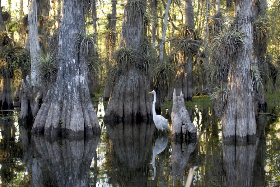 Everglades National Park (FL)