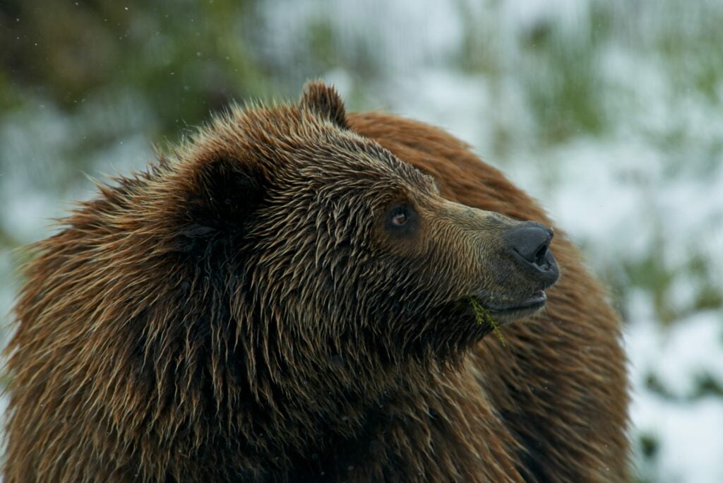 Grizzly Bear