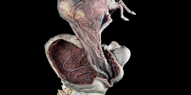 20 Astonishing Photos From the Wellcome Image Awards 20 Astonishing Photos From the Wellcome Image Awards