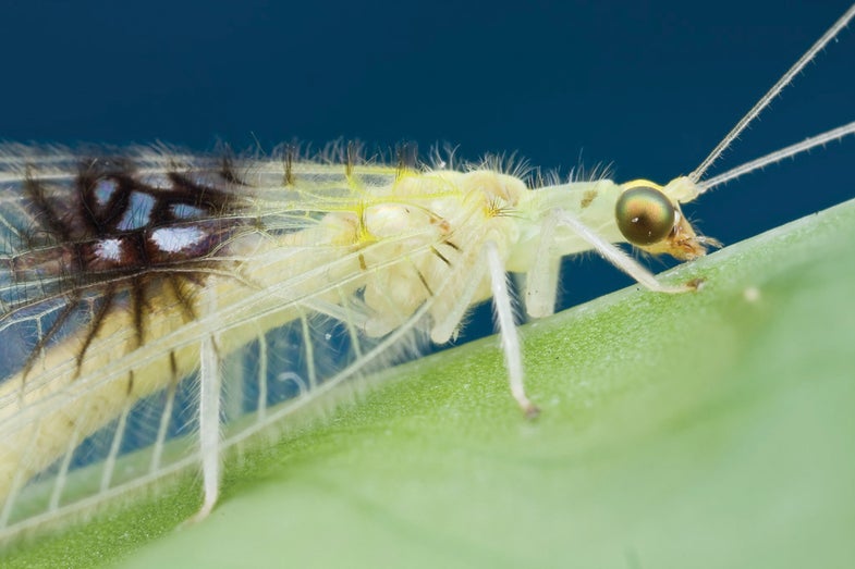 green lacewing