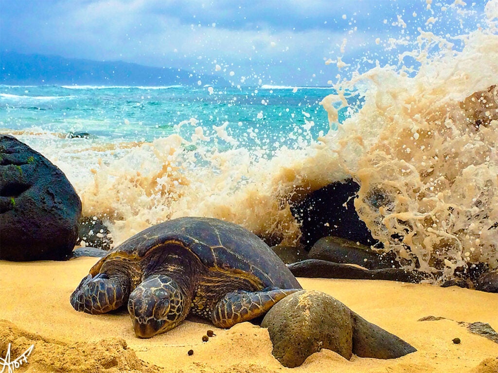 Honu Splash