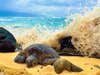 Honu Splash